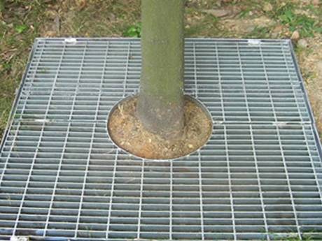 This is a tree root with steel grating tree pool cover.